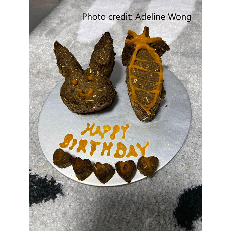 Made a mini cake for my rabbits 6th birthday! 🎉🎁🎈🐰 : r/Rabbits