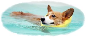 Guide For Top 3 Hydrotherapy Centres For Dogs In Singapore