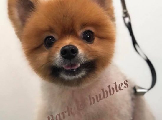 Bark And Bubbles Pet Grooming Studio The Best Pets Magazine In Singapore For Your Pet Dogs Cats