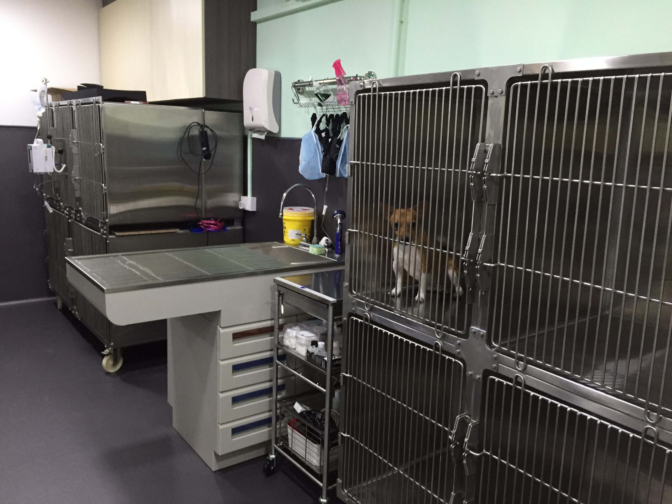 Care Veterinary Clinic Pte Ltd - The Best Pets Magazine In Singapore