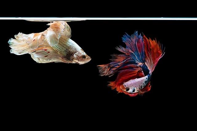 5 Reasons Why Fish Make Good Pets