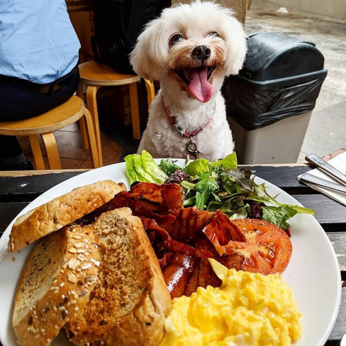 6 Pet-Friendly Cafes In Town 2024