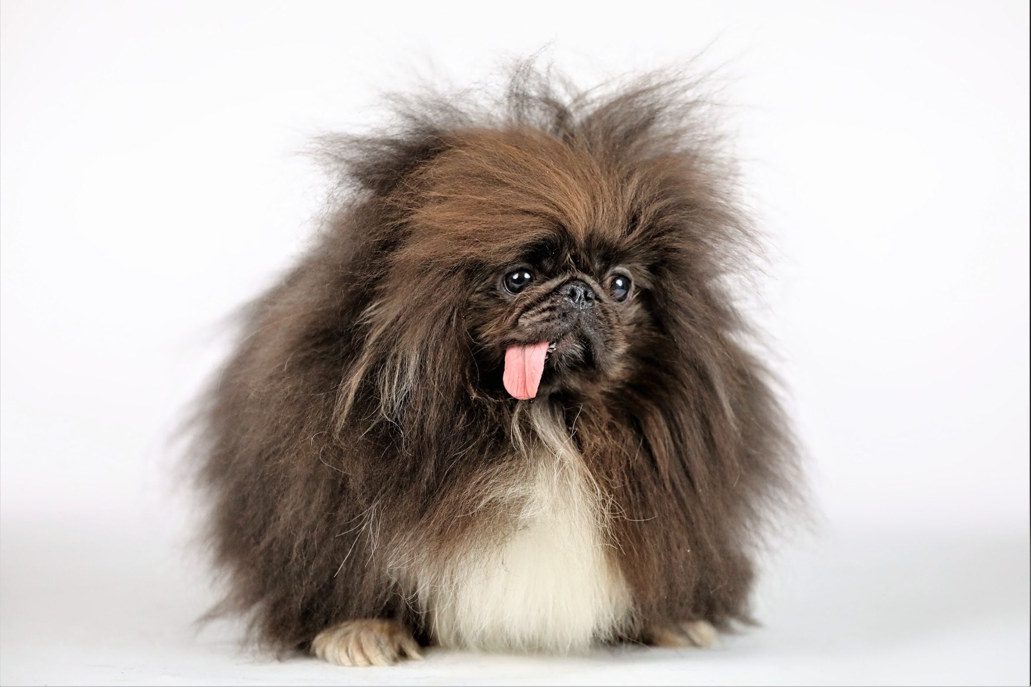  A photo of Wild Thang, a Pekingese dog who was named the ugliest dog in the world.