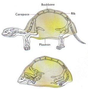 4 Most Common Myths About Turtles, Busted