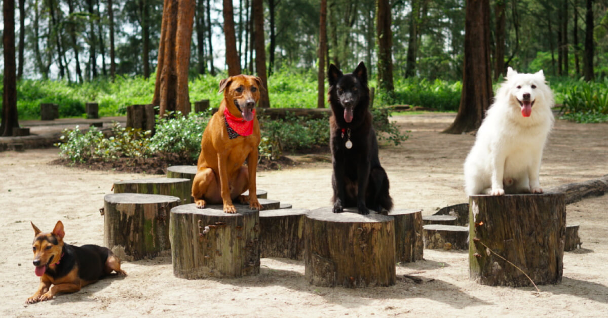 5 Dog-Friendly Hikes in Singapore for You and Your Pup