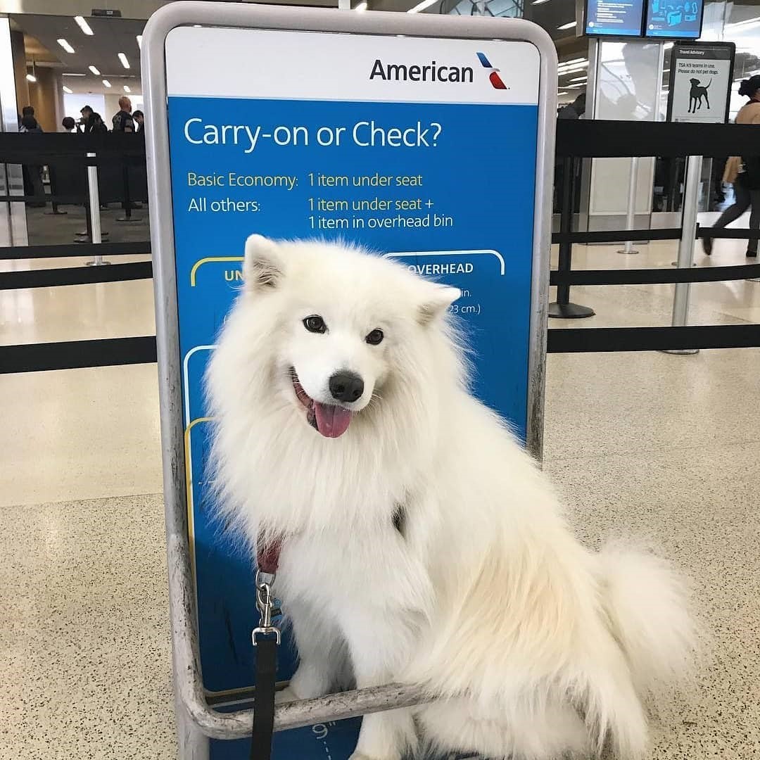 All You Need to Know About Pets on Planes: Tips and Guidelines