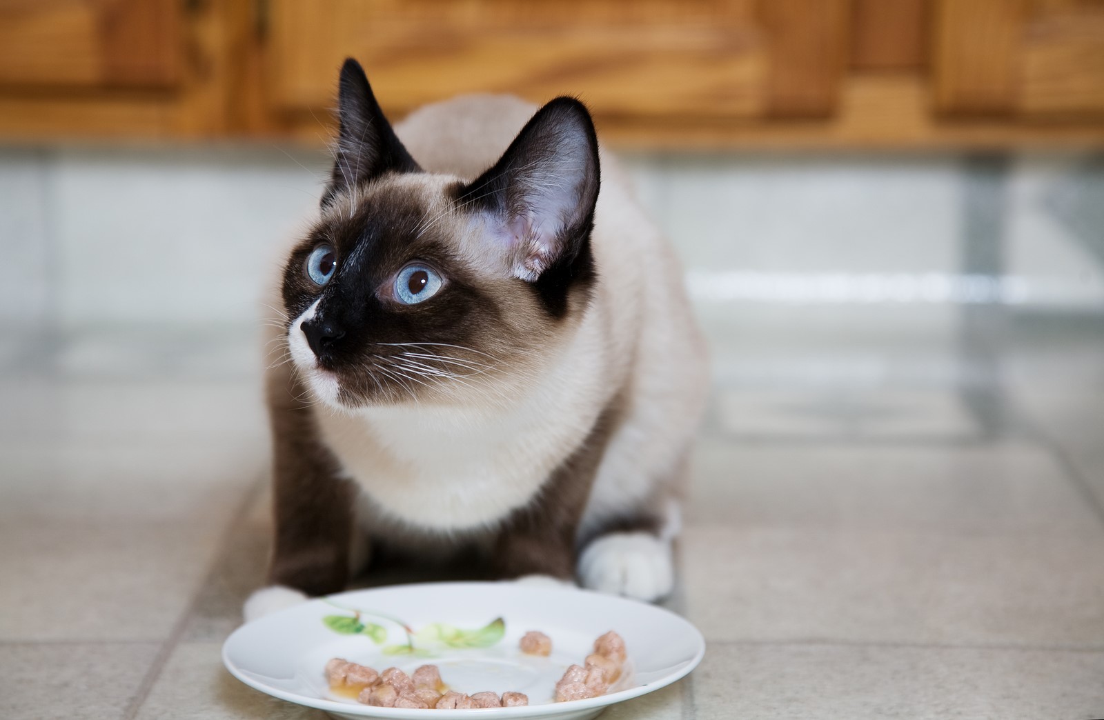 Feeding Your Feline: 6 Must-Have and To-Avoid Ingredients to Look Out For