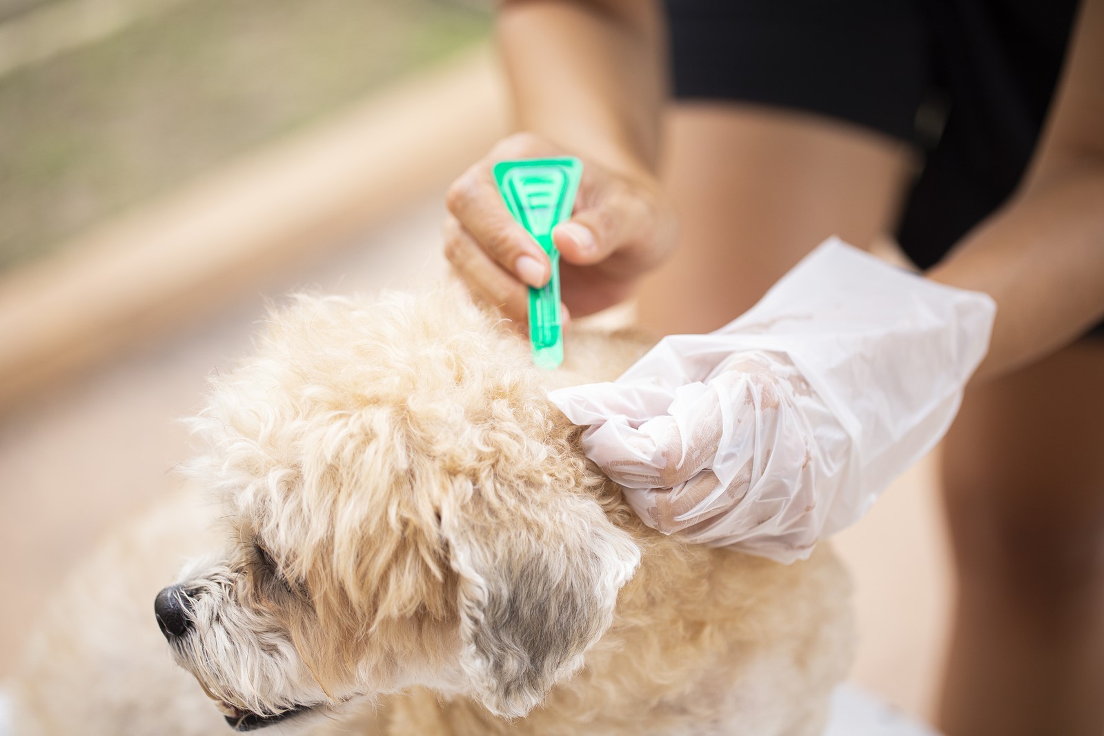 3 Ways To Prevent Flea Infestations At Home