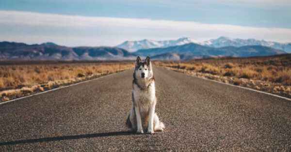 8 Animal IG Accounts to Follow for Your Daily Dose of Fluff