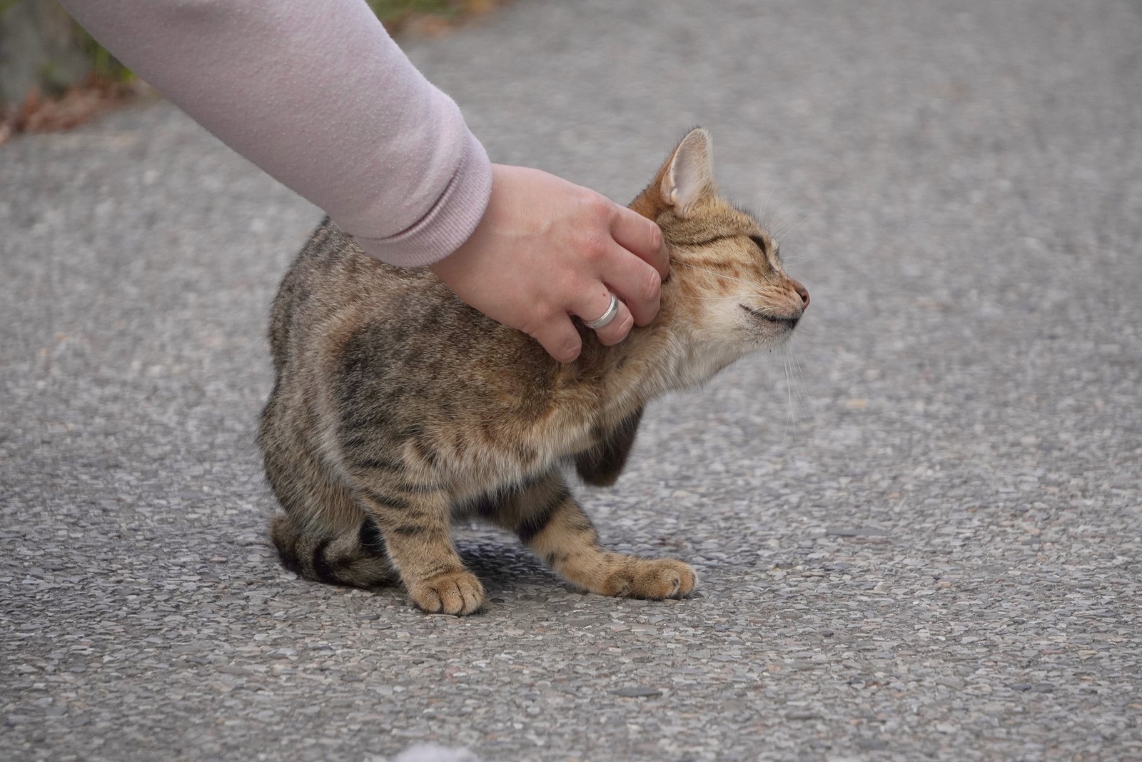 A Guide to Approaching Stray Cats Safely