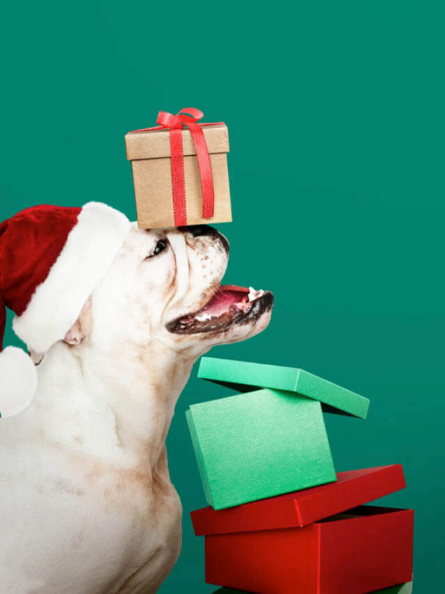 Canine Christmas: A Gift Guide for Dogs - Accessories