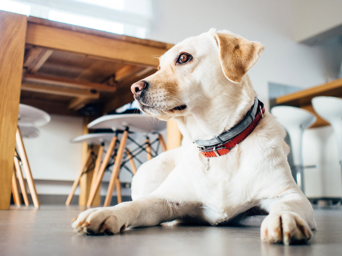  Harnesses VS. Collars: Which Is Better?