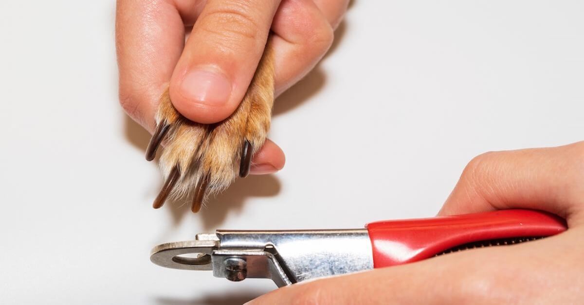 How To Trim Your Dog s Nails Safely Without Stress