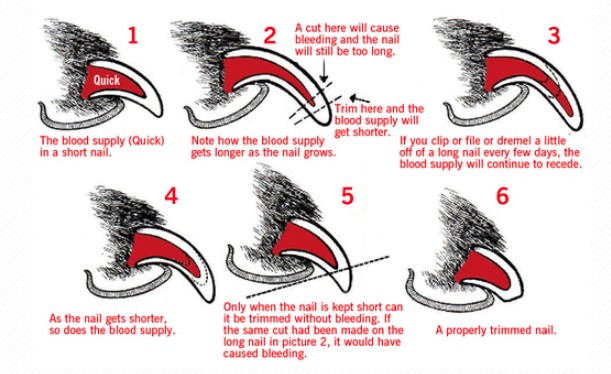 How To Trim Your Dog’s Nails Safely Without Stress