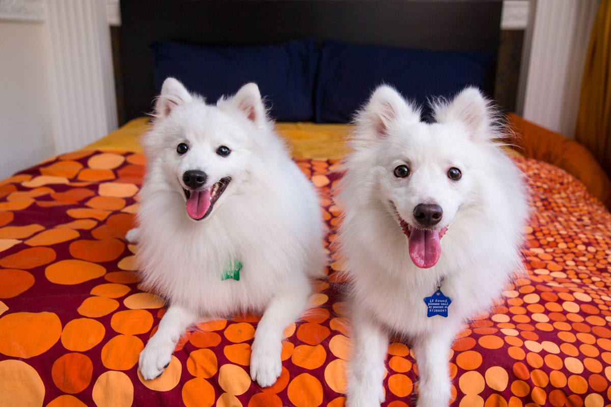 The Japanese Spitz Duo