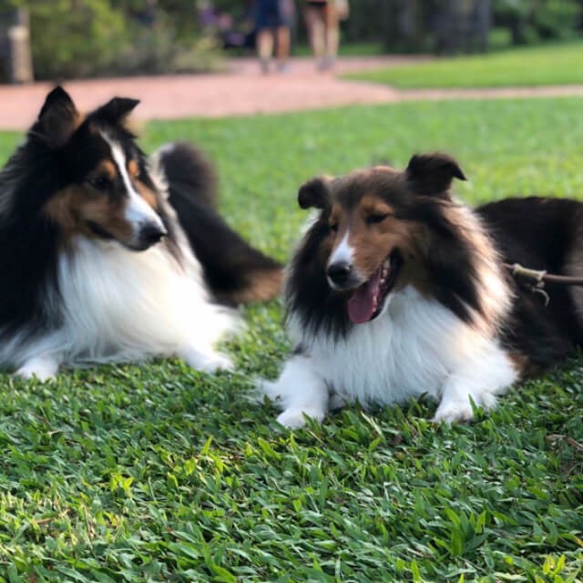 Largest Gathering of Shetland Sheepdogs Makes Singapore Book of Records