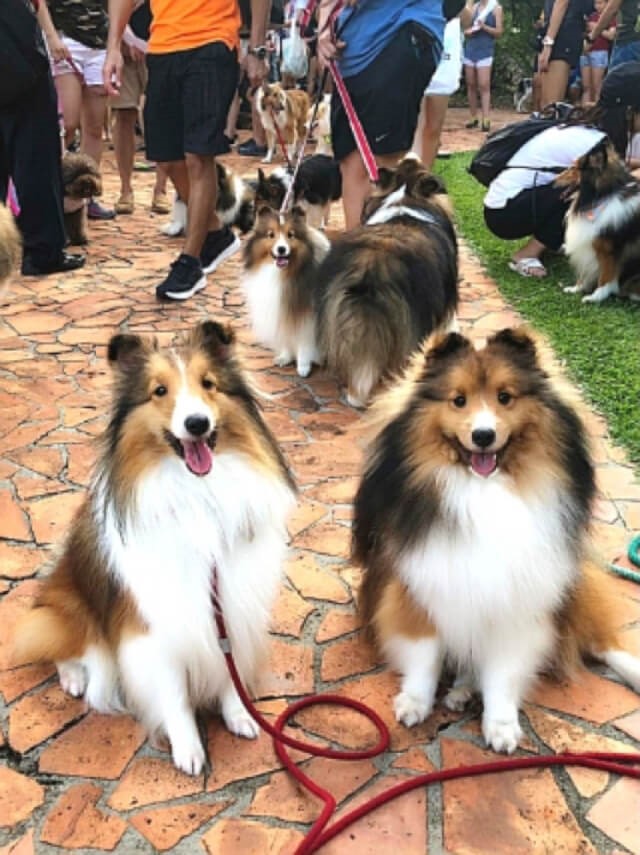 Largest Gathering of Shetland Sheepdogs Makes Singapore Book of Records