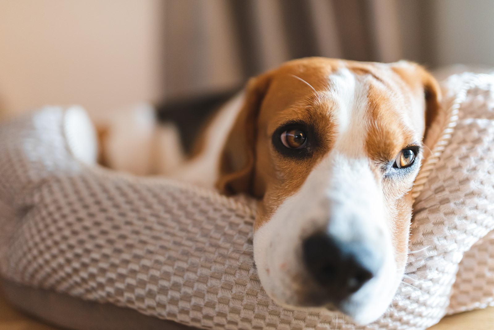 What Your Pet’s Behaviour Say About Its Well-Being