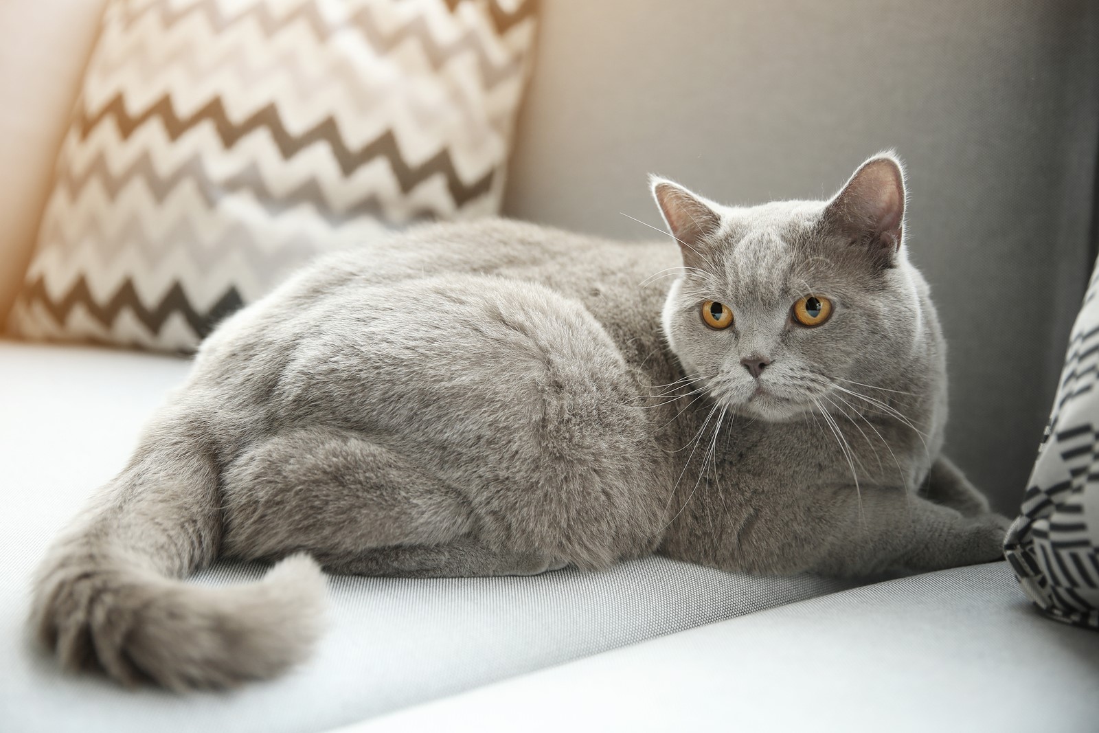 What Your Pet’s Behaviour Say About Its Well-Being