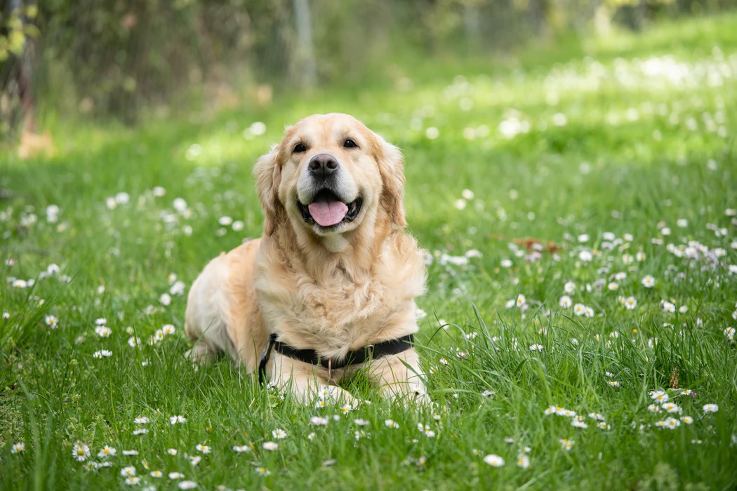 Which Dog Breed Is The Perfect Fit For Your Personality?