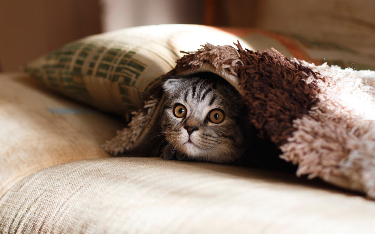 7 Ways to Prepare Your Home for A Cat in Singapore