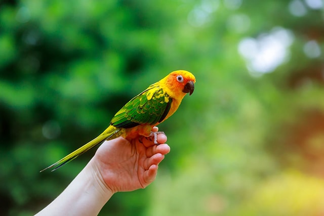 A Guide to Parrot Training