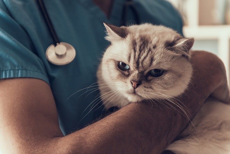 Cat Colds Symptoms To Look Out For Cats Health
