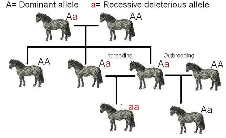 Inbreeding in Dogs: Why It Happens & Why It’s Bad