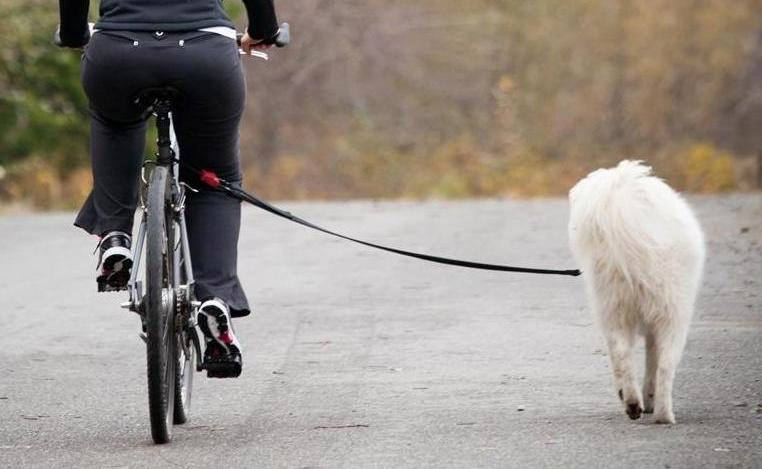 Keep Your Pet Active with These 6 Pet Workouts