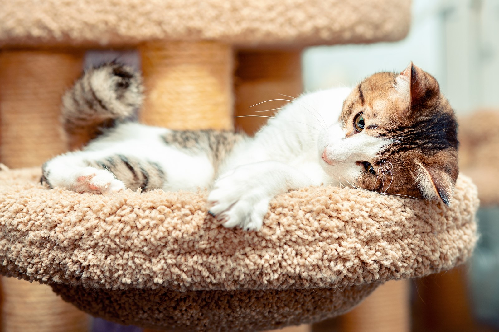 4 Common Cat Diseases That Your Vaccinated Cat Is Still At Risk Of