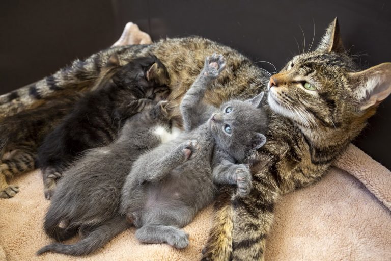 Cat Labour How To Help Your Cat Give Birth & Prep For