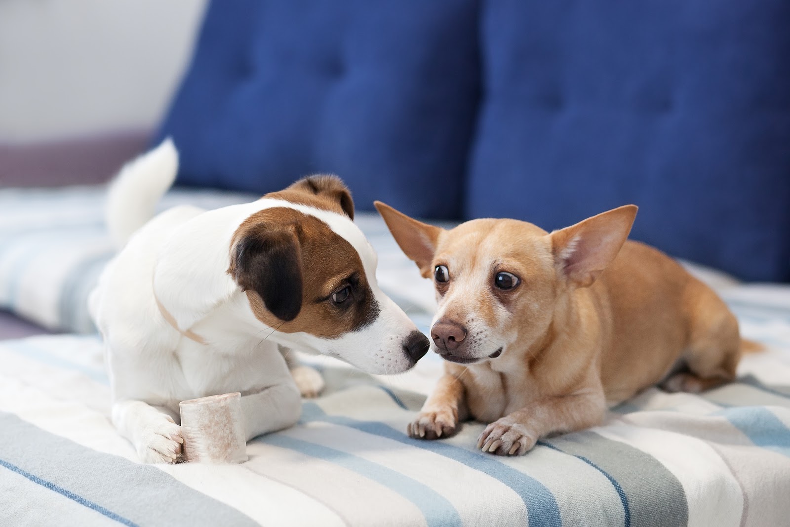 The More The Merrier: Why Two Dogs May Be Better Than One