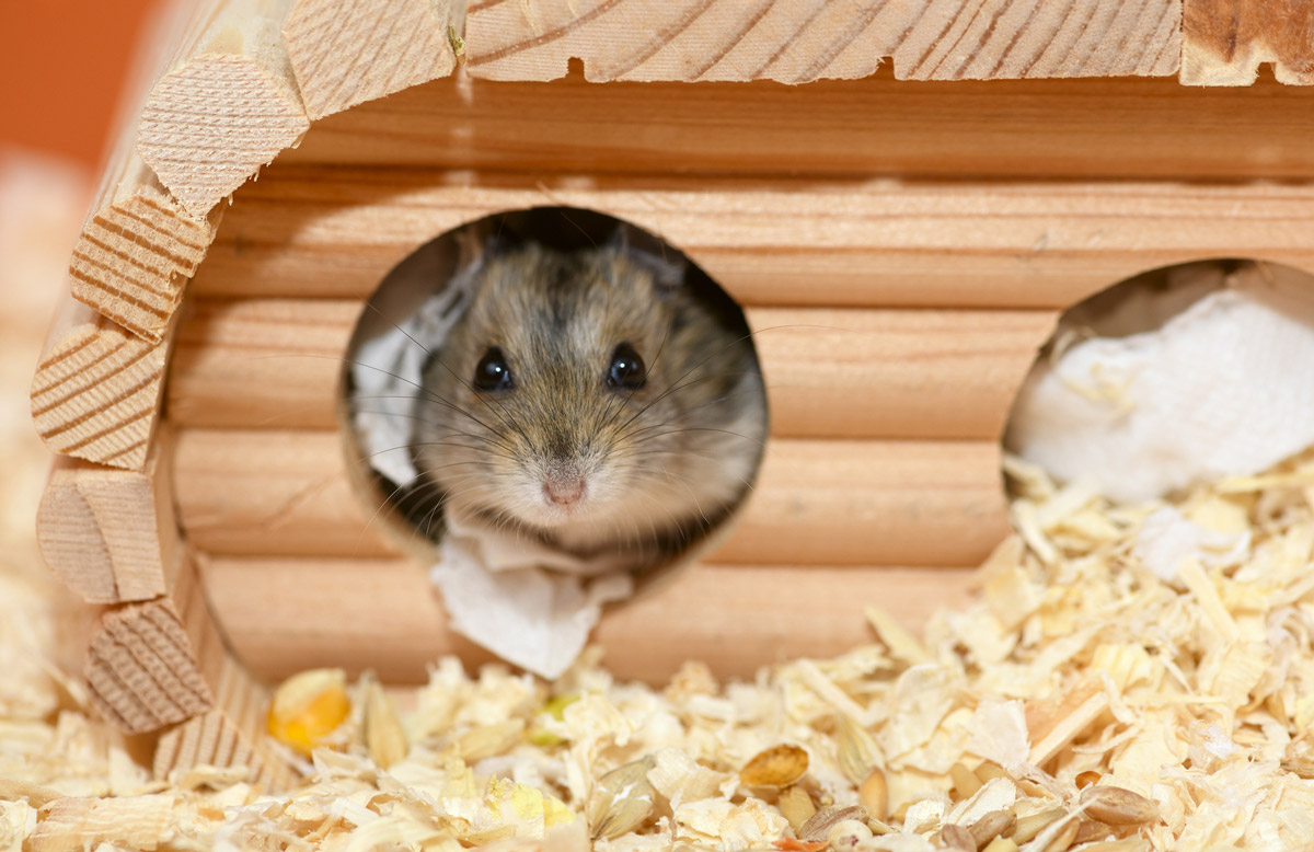 5 Facts You Never Knew About Caring For Hamsters