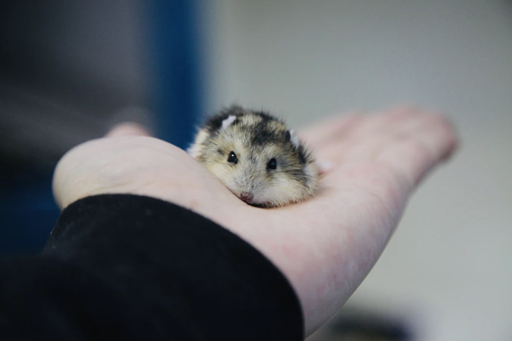 5 Facts You Never Knew About Caring For Hamsters