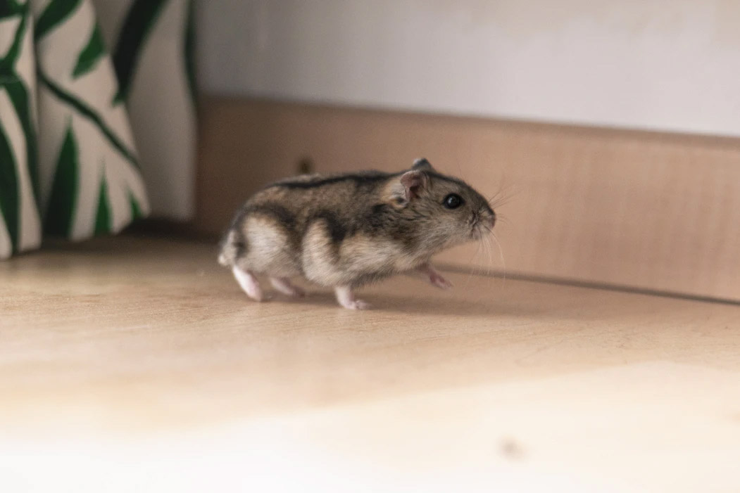 5 Facts You Never Knew About Caring For Hamsters
