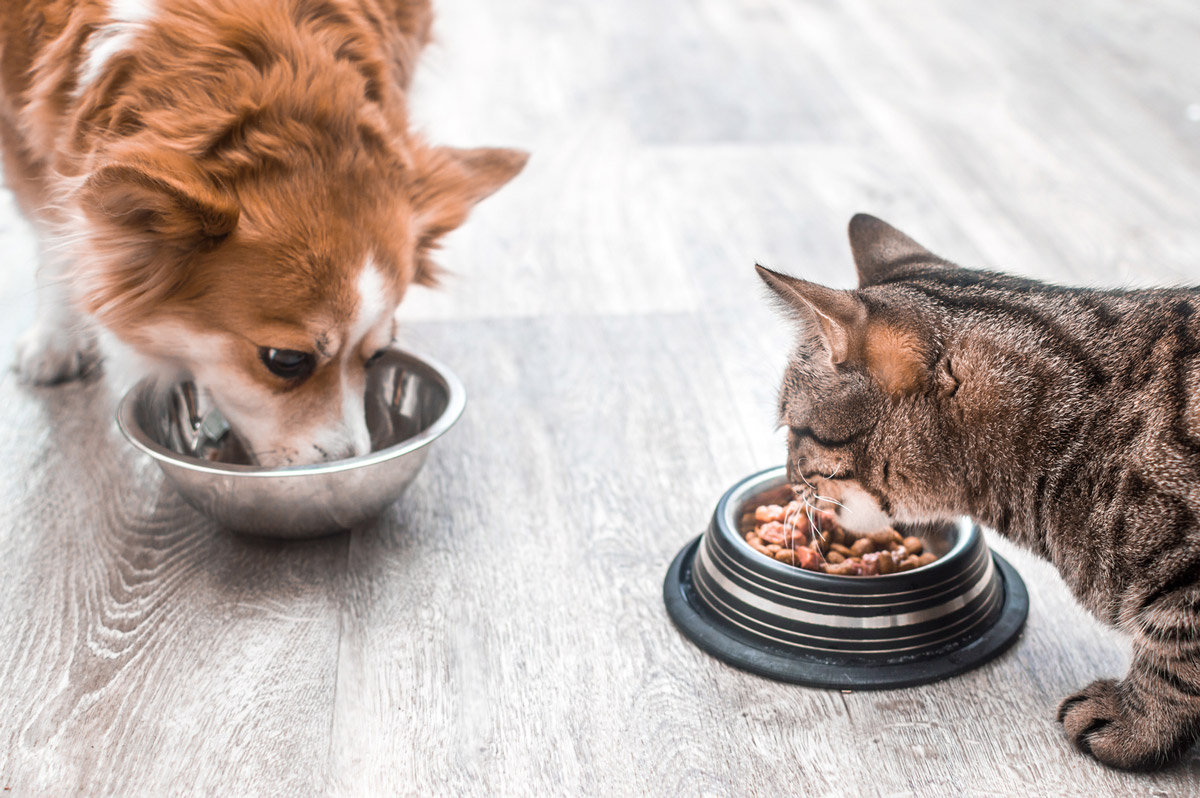 5 Myths About Pet Kibbles, Debunked