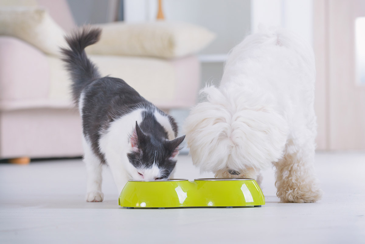 5 Myths About Pet Kibbles, Debunked 