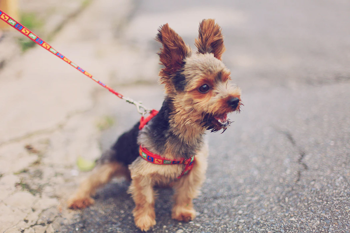 How to Choose the Right Leash for Your Dog?