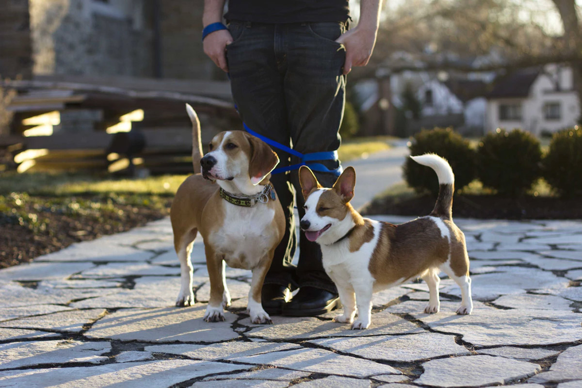 How to Choose the Right Leash for Your Dog?