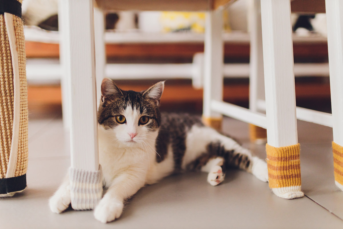 5 Different Types of Personalities Your Cat Might Have