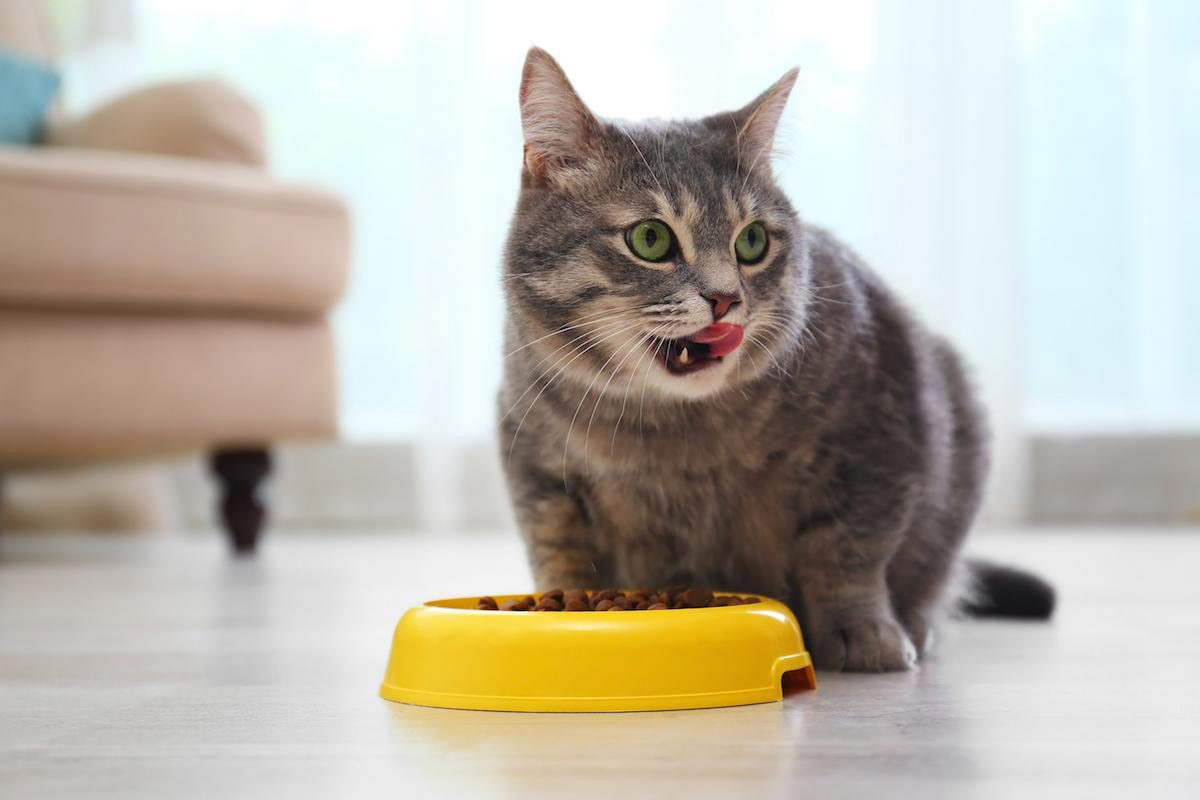 5 Different Types of Personalities Your Cat Might Have