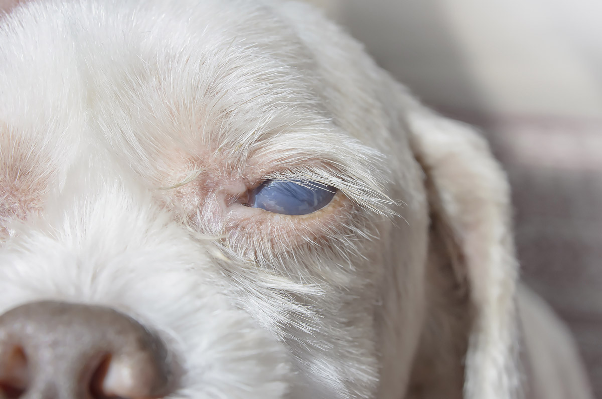 Does Your Dog or Cat Have Diabetes? Symptoms & Preventive Measures