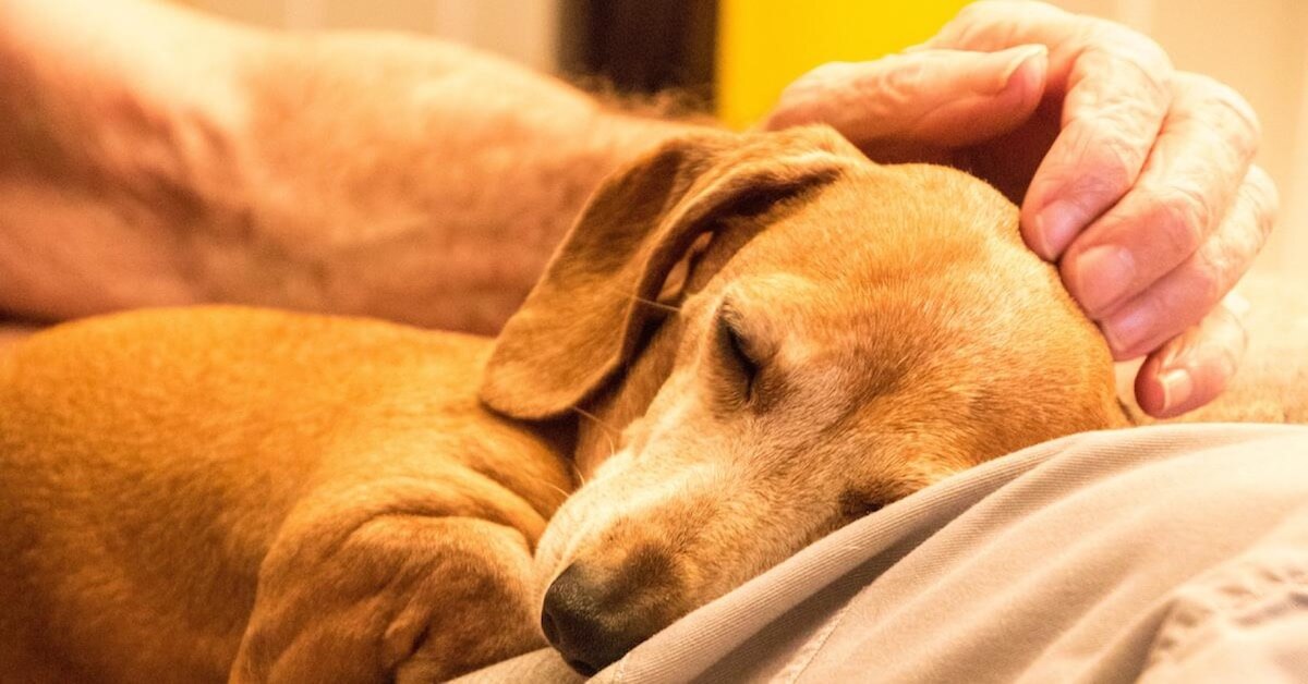 how can i help my dog with dementia at night