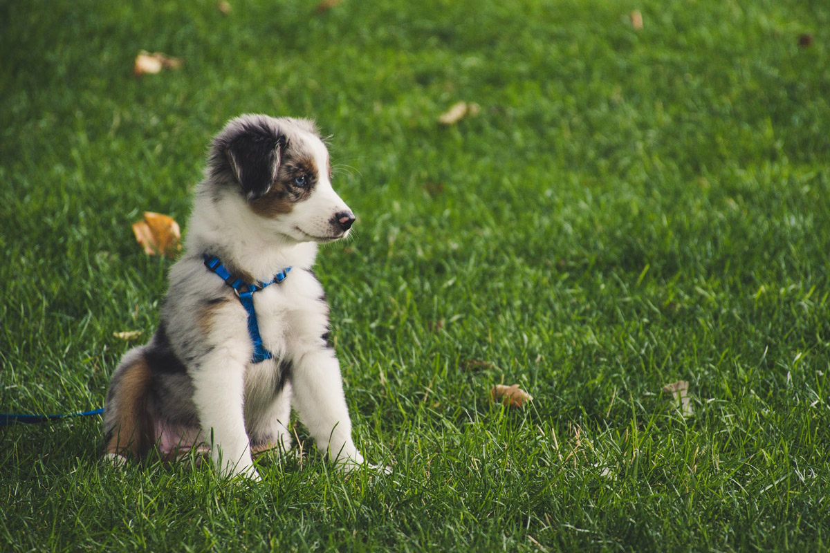 A Guide on How to Deal with Dogs Destroying House Furniture