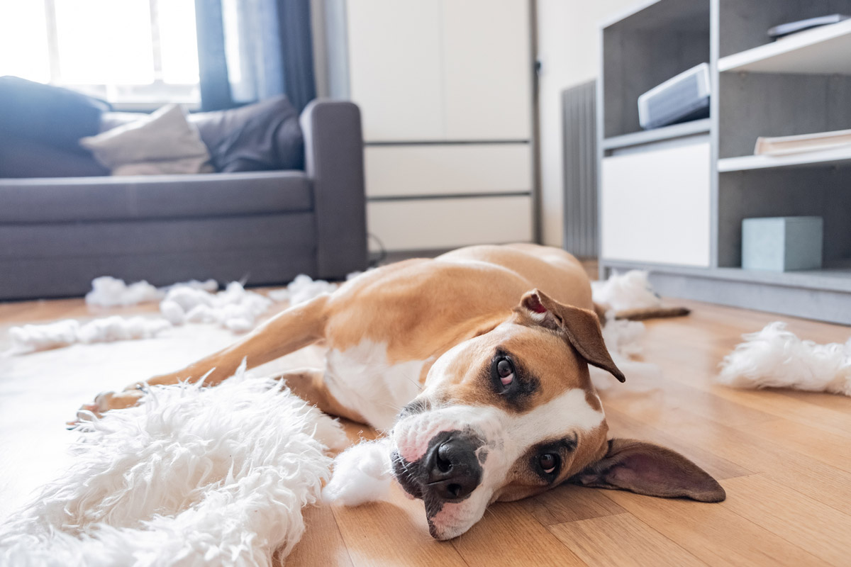 A Guide on How to Deal with Dogs Destroying House Furniture