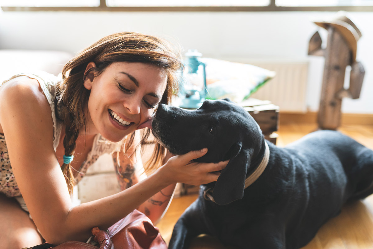 A Guide on How to Deal with Dogs Destroying House Furniture