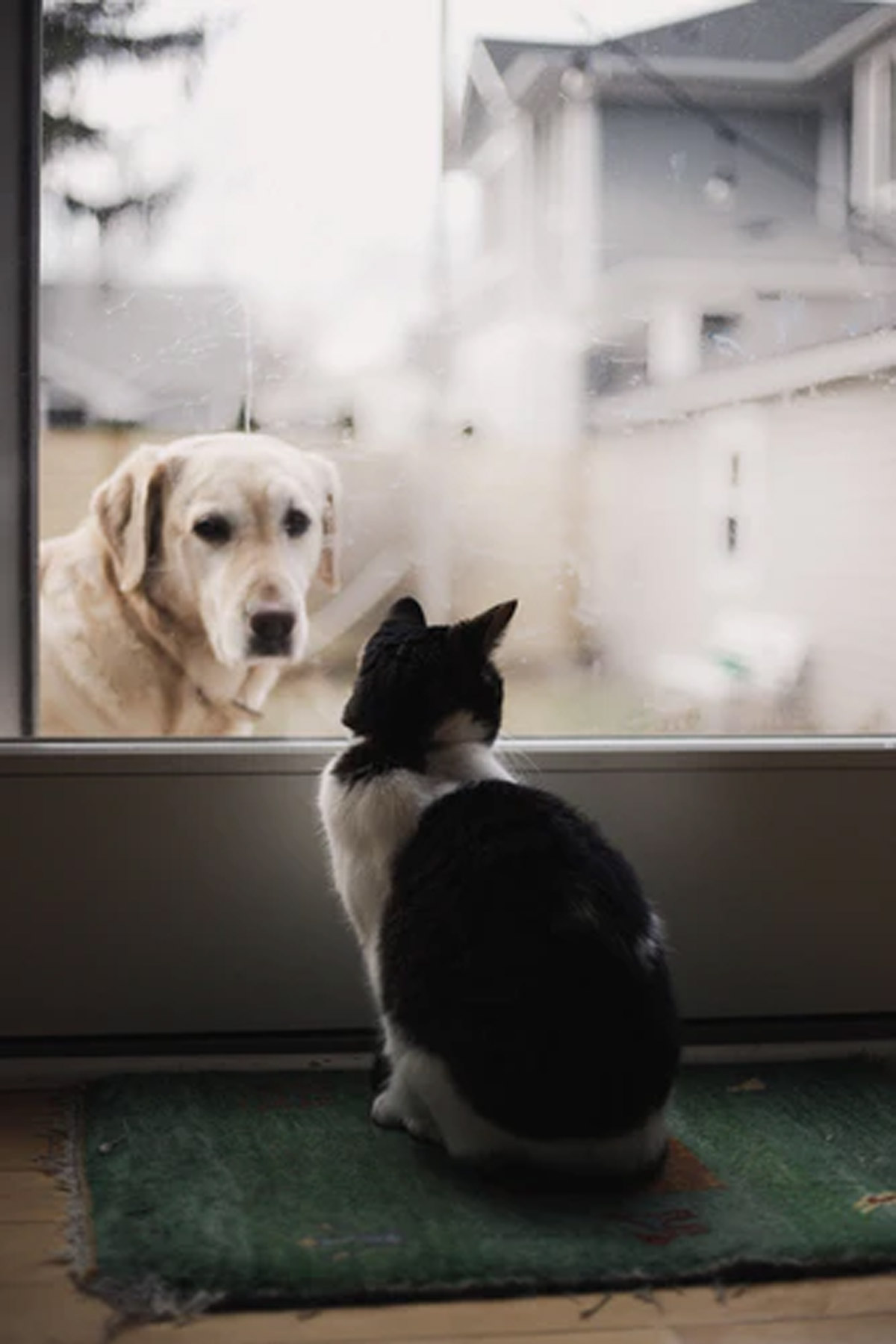 A Guide to Introducing a New Cat to Your Dogs