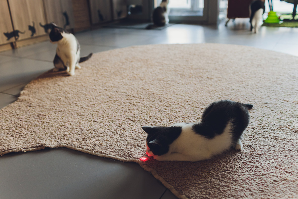 Why do Cats Love Chasing Laser Pointers?