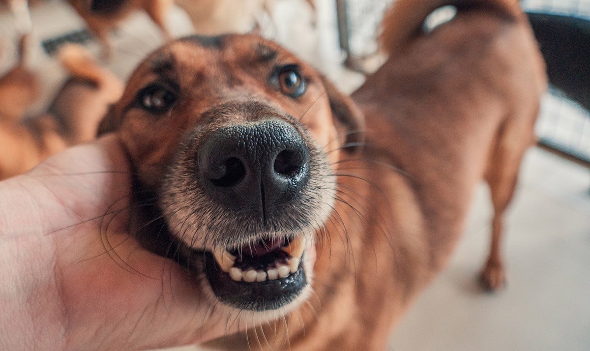 Why Should You Bring Your Healthy Pet to the Vet?