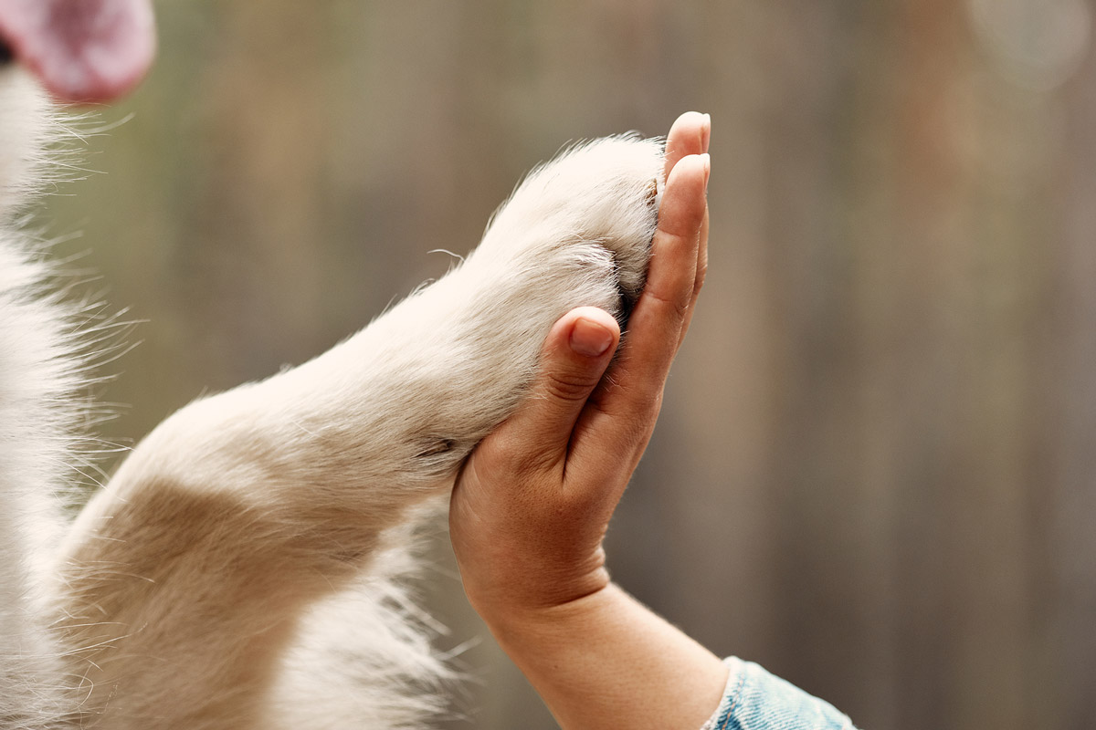 5 Ways Pets Keep Owners Happier & Healthier Than Ever